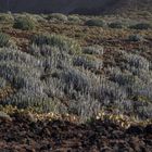 EUPHORBIA CANARIENSIS