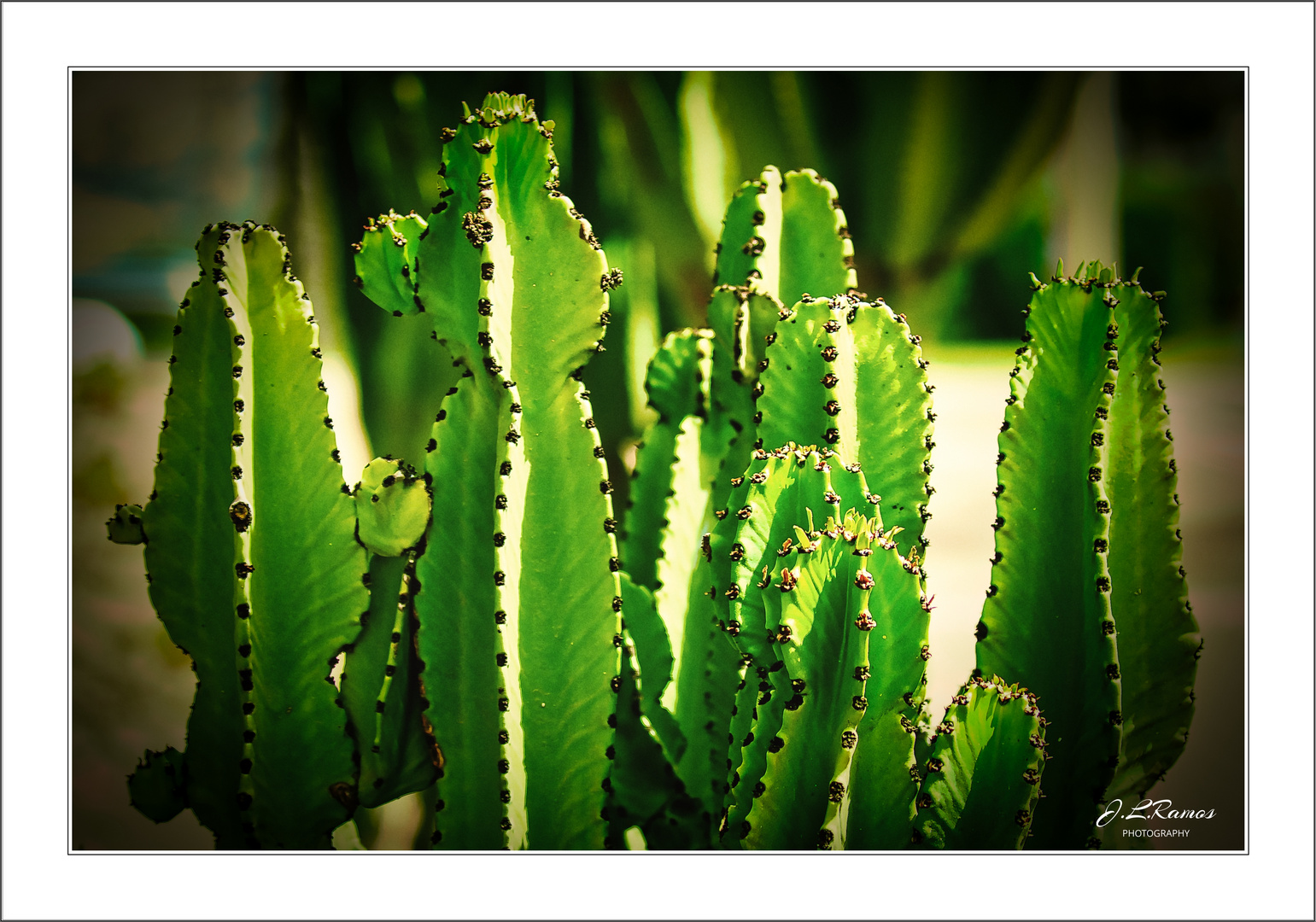 EUPHORBIA CANDELABRUM 