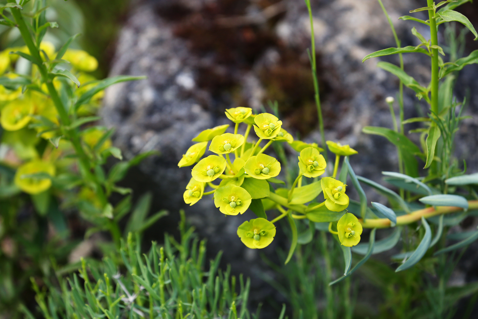 Euphorbia Characias L.