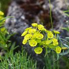 Euphorbia Characias L.