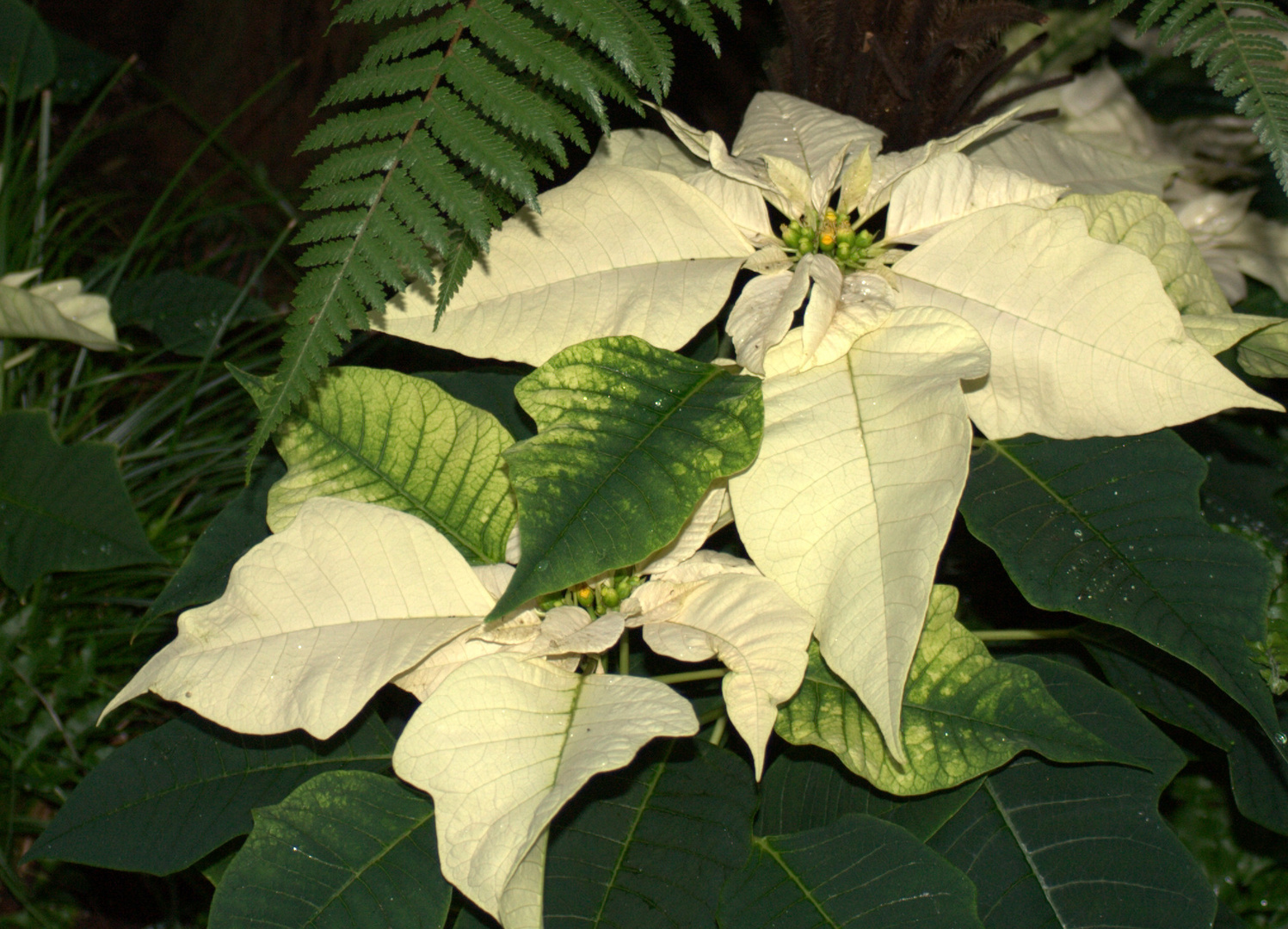 Euphorbia 'Cortez white'