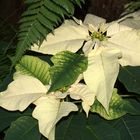 Euphorbia 'Cortez white'