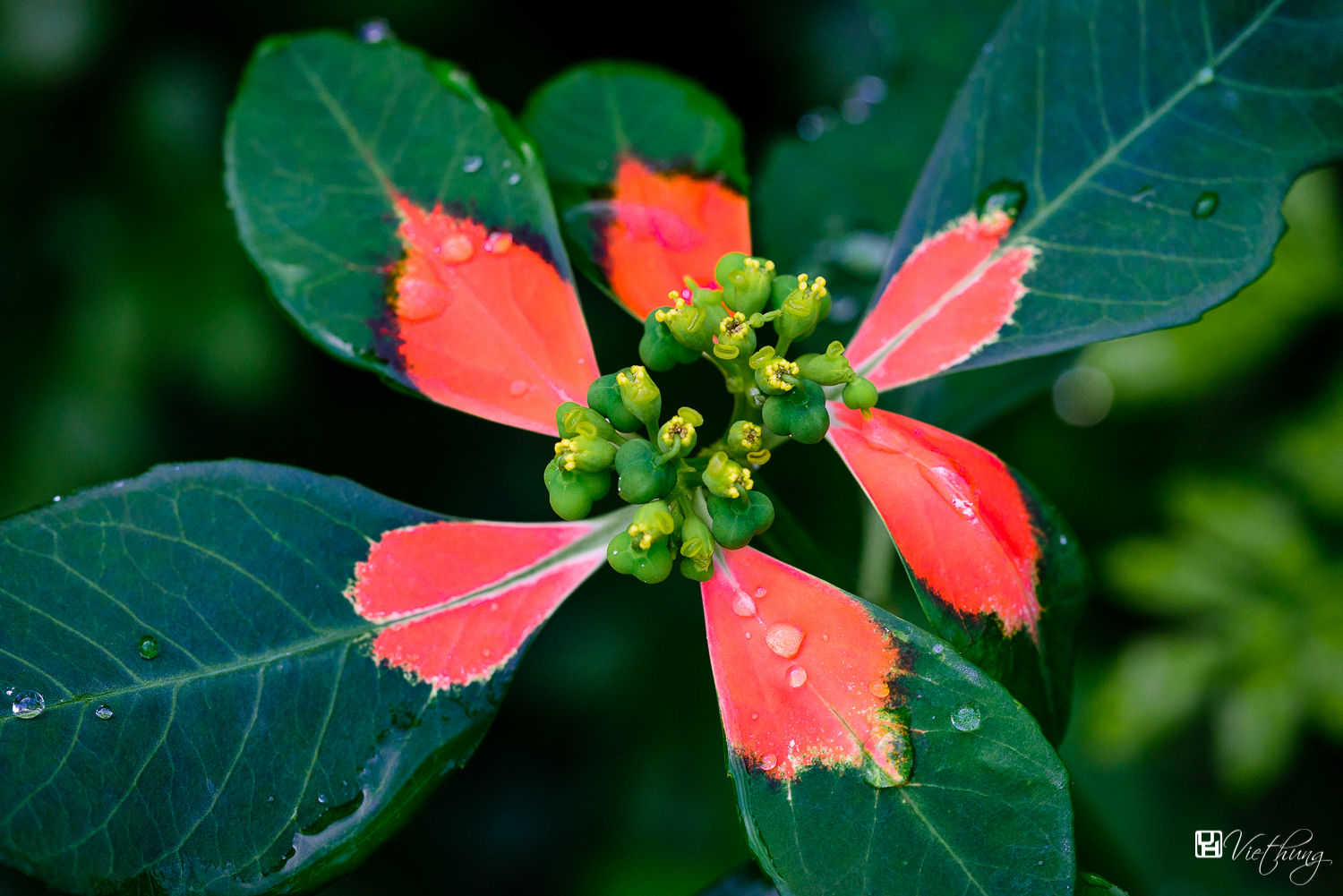 Euphorbia cyathophora