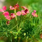 Euphorbia cyparissias - der Zypressen-Wolfsmilch