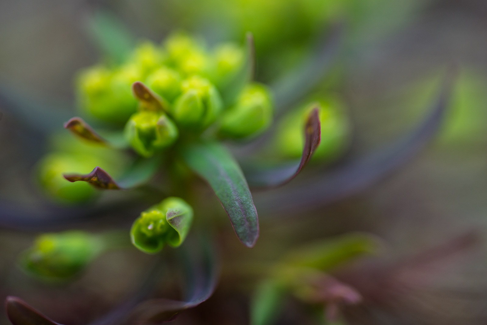 Euphorbia cyparissias (Jardin Delair, 16. April 2016)