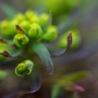 Euphorbia cyparissias (Jardin Delair, 16. April 2016)