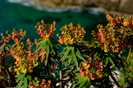 Euphorbia dendroides - euforbia - Sardegna