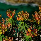 Euphorbia dendroides - euforbia - Sardegna