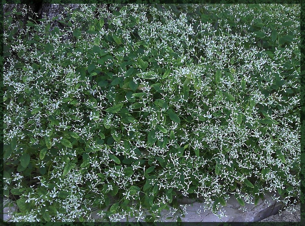 euphorbia diamond frost