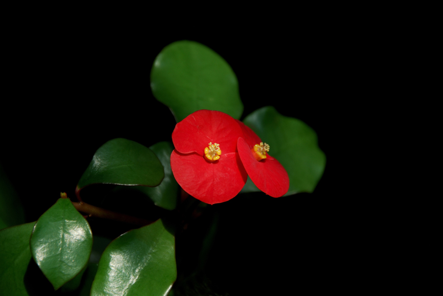 Euphorbia geroldii