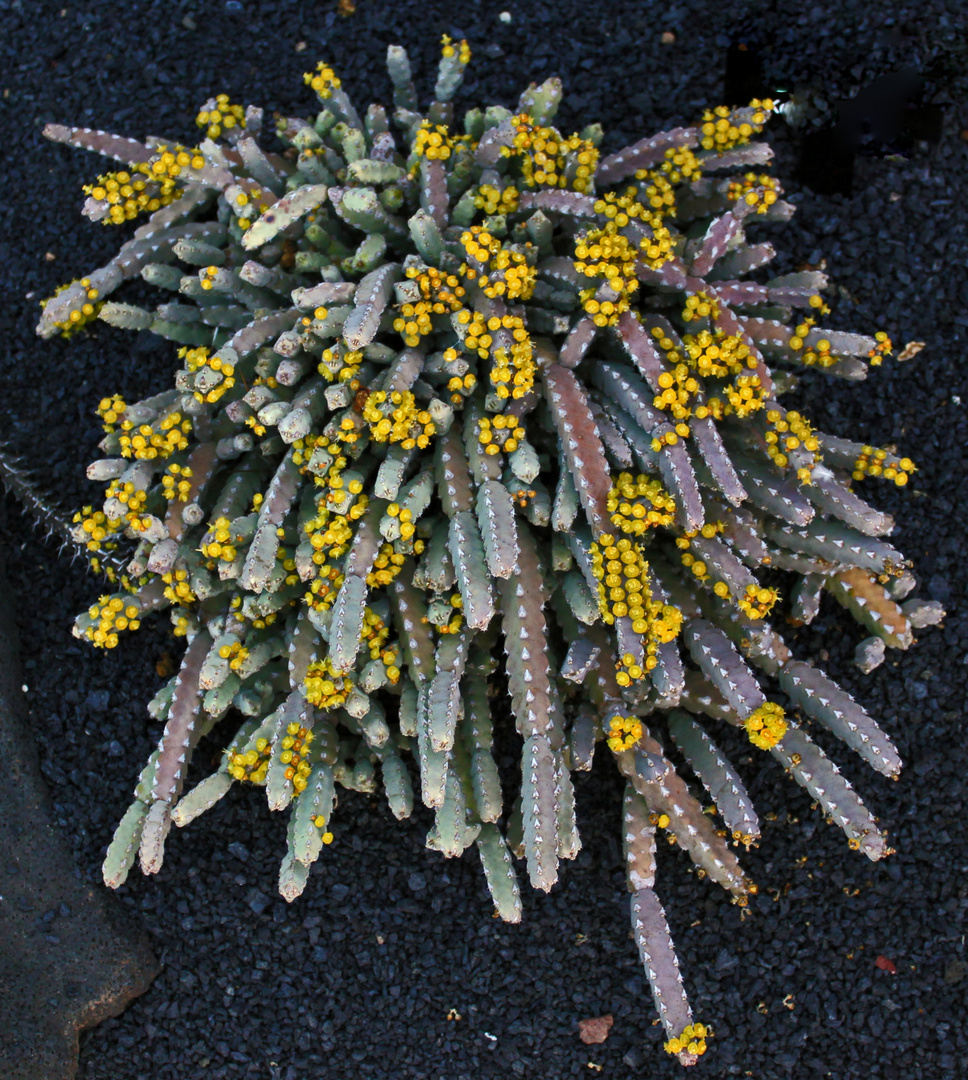 Euphorbia Glochidiata