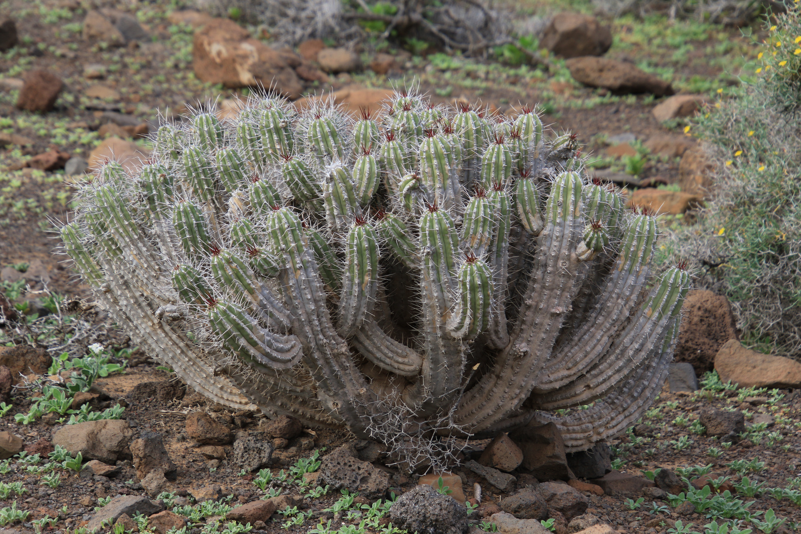 Euphorbia handiensis