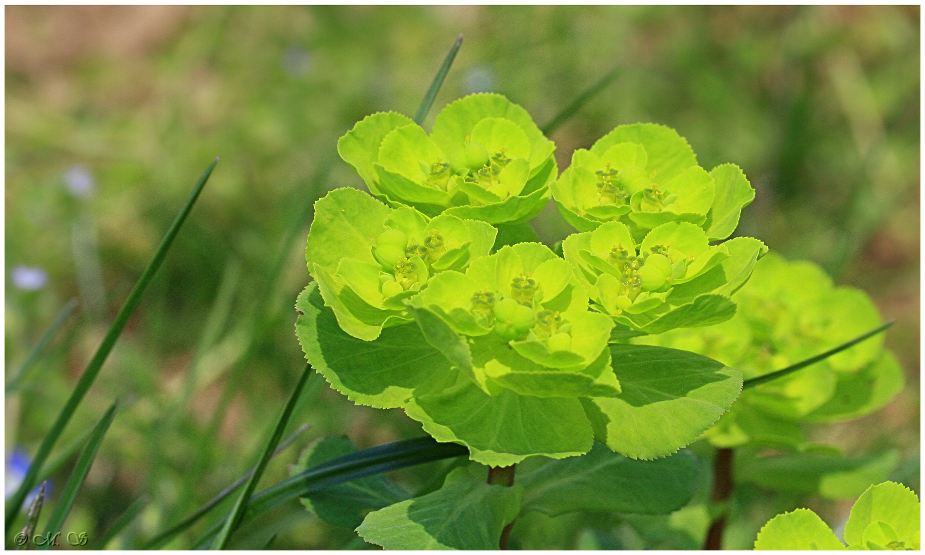 Euphorbia helioscopia