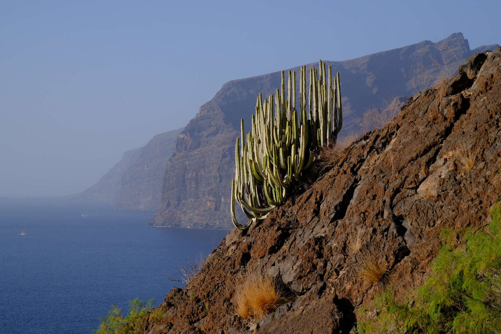 Euphorbia ingens