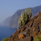 Euphorbia ingens