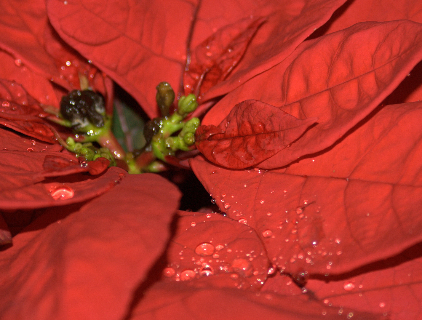 Euphorbia 'Jester Red'