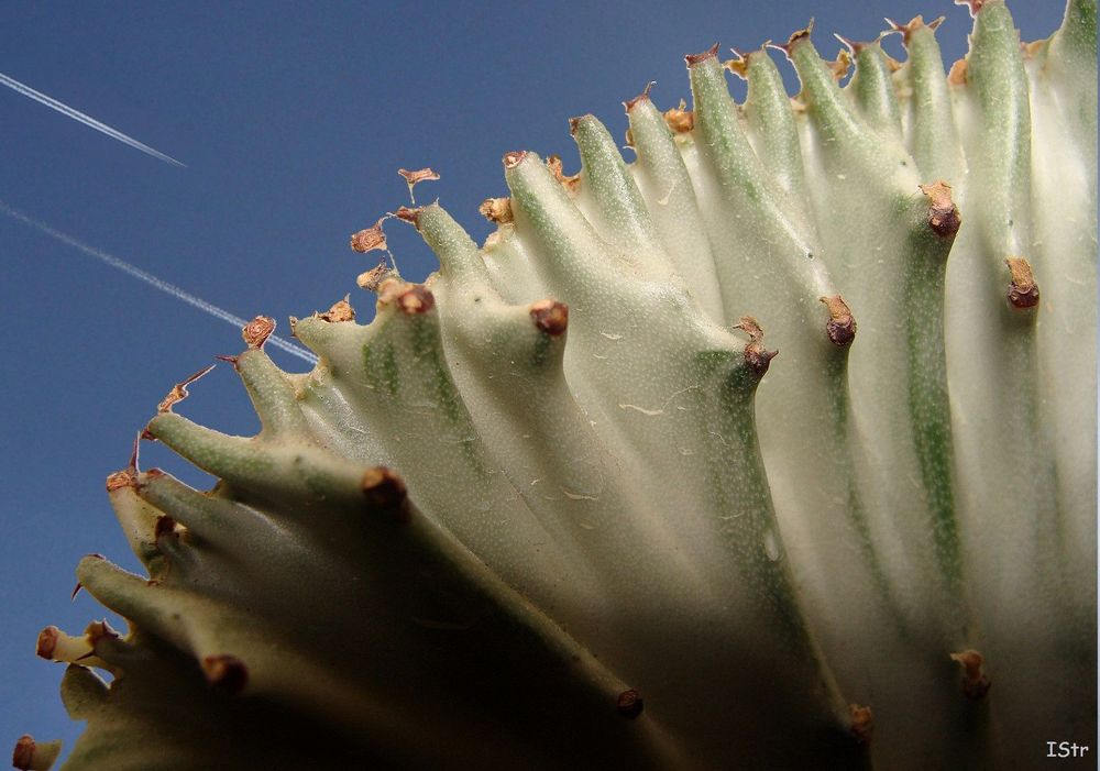 Euphorbia lactea