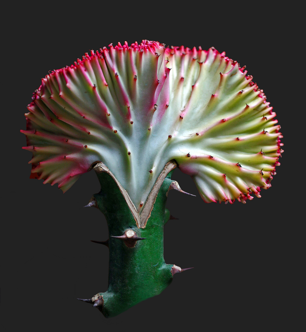 Euphorbia Lactea