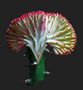 Euphorbia Lactea von Ebert Harald 