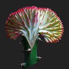 Euphorbia Lactea