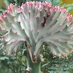 EUPHORBIA LACTEA