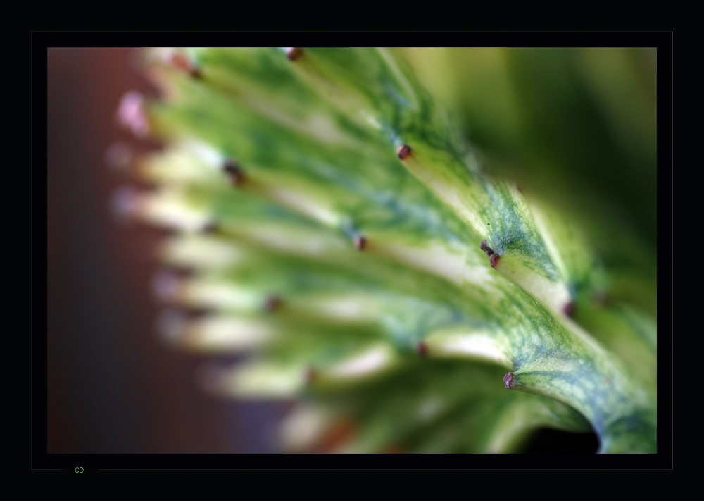 Euphorbia Lactea