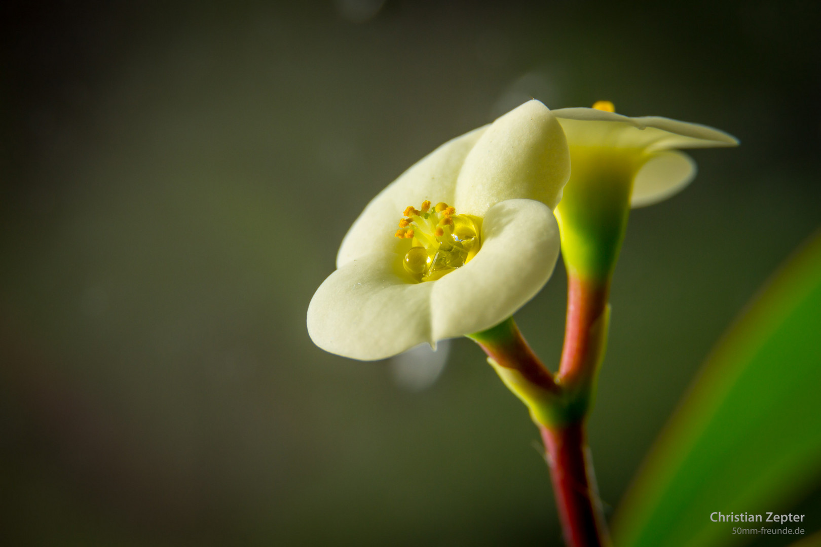 Euphorbia lophogona