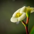 Euphorbia lophogona