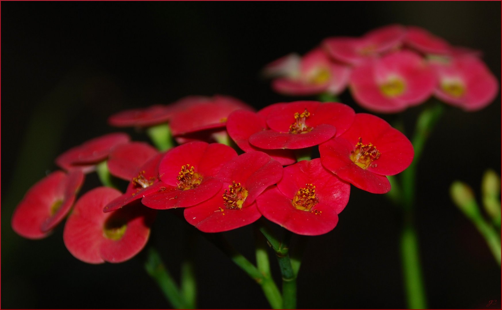 Euphorbia milii