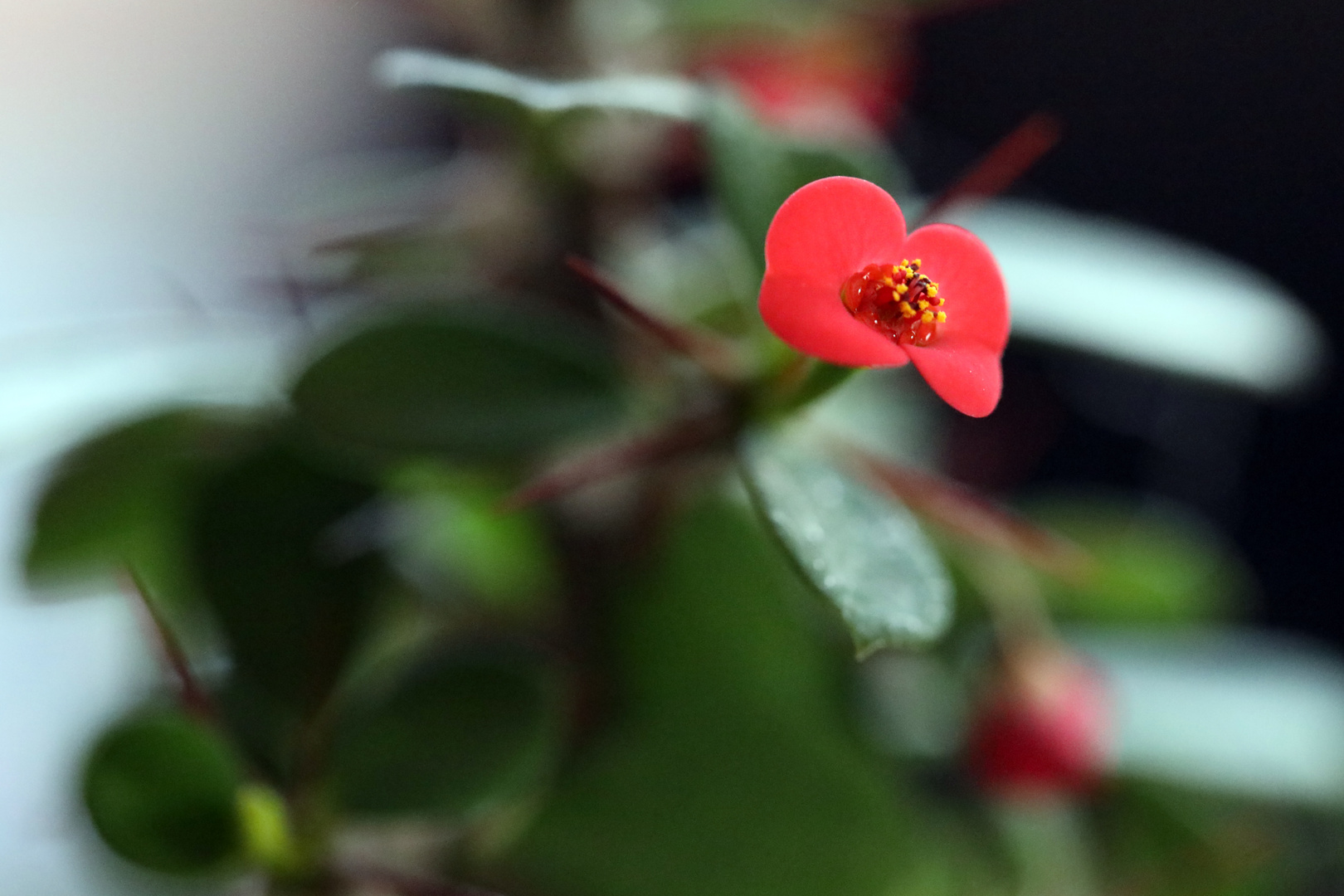 Euphorbia Milii