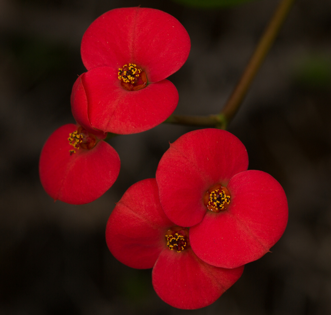 Euphorbia Milii