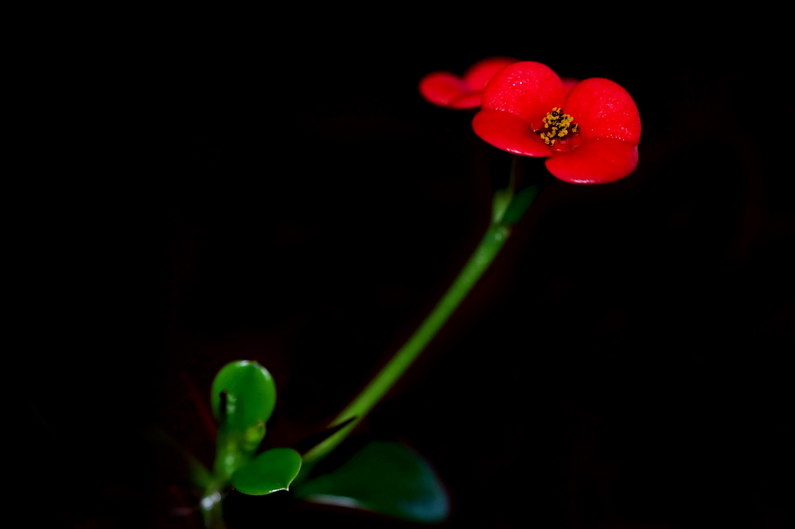 Euphorbia Milli