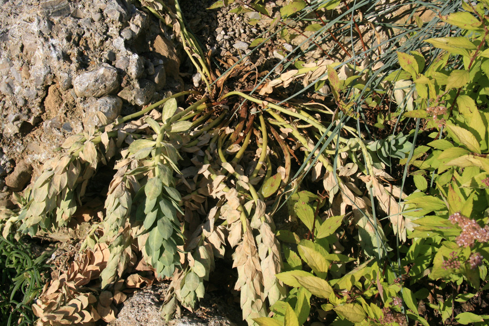 Euphorbia Myrsinites - HILFE, was hat diese Pflanze