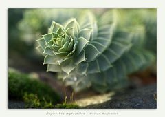 Euphorbia myrsinites - Walzen Wolfsmilch