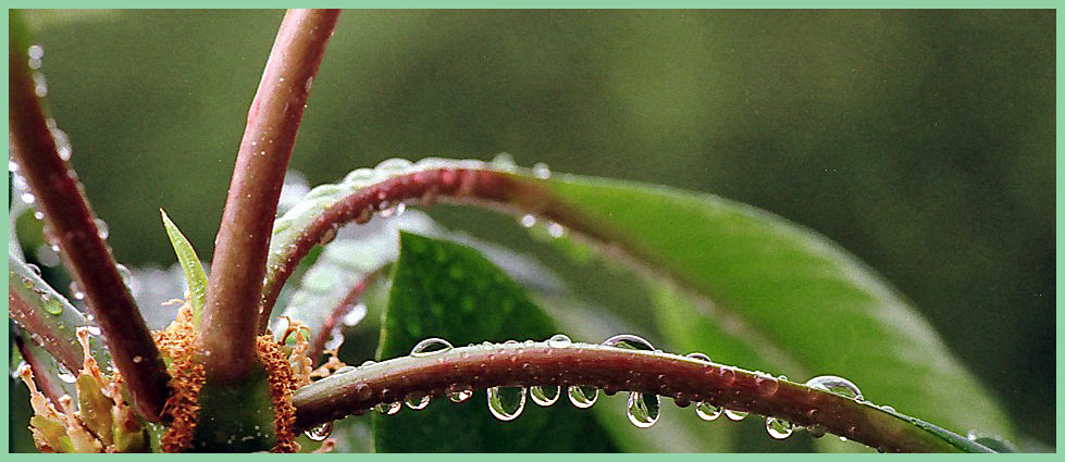 Euphorbia nach dem Regen
