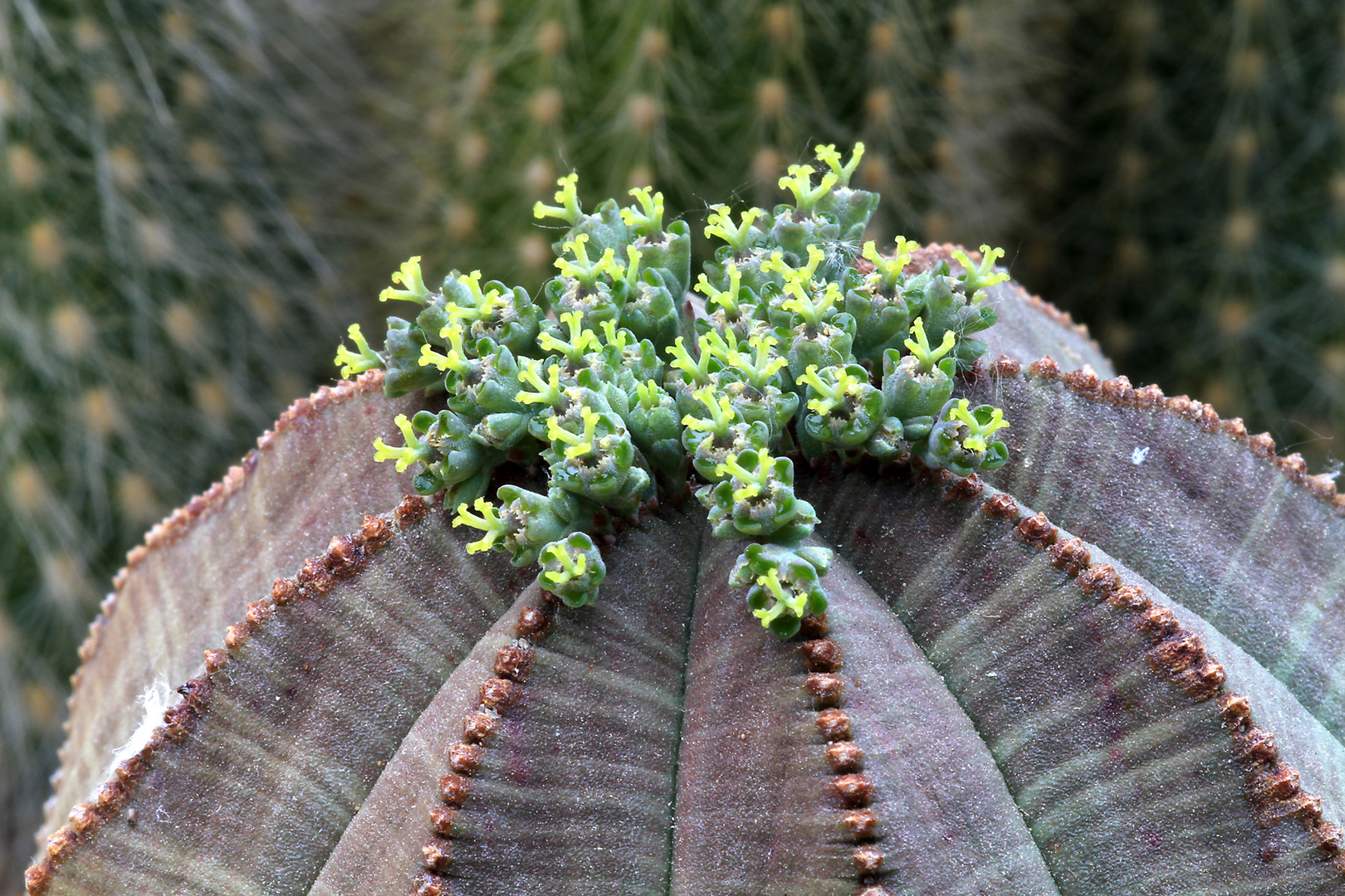 Euphorbia Obesa!