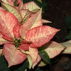 Euphorbia 'Red Elf'