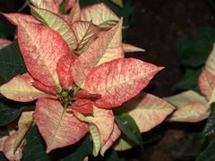 Euphorbia 'Red Elf'