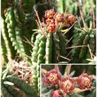 Euphorbia submammillaris mit roten männlichen Cyathien
