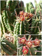 Euphorbia submammillaris mit roten männlichen Cyathien