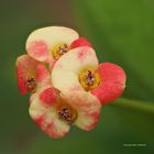 Euphorbia_milii_05