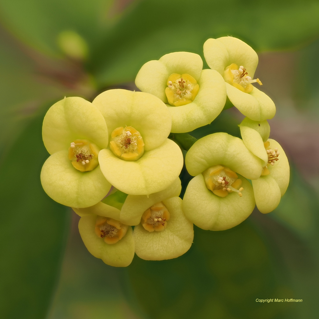 Euphorbia_milii_longifolia_03