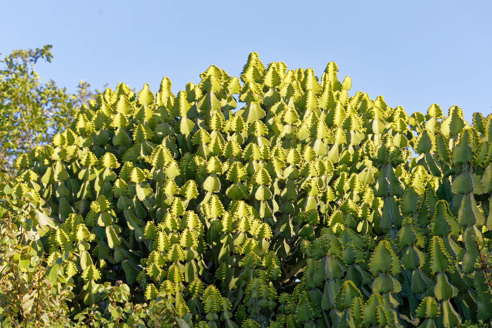 Euphorbien Foto & Bild africa, southern africa, south africa Bilder