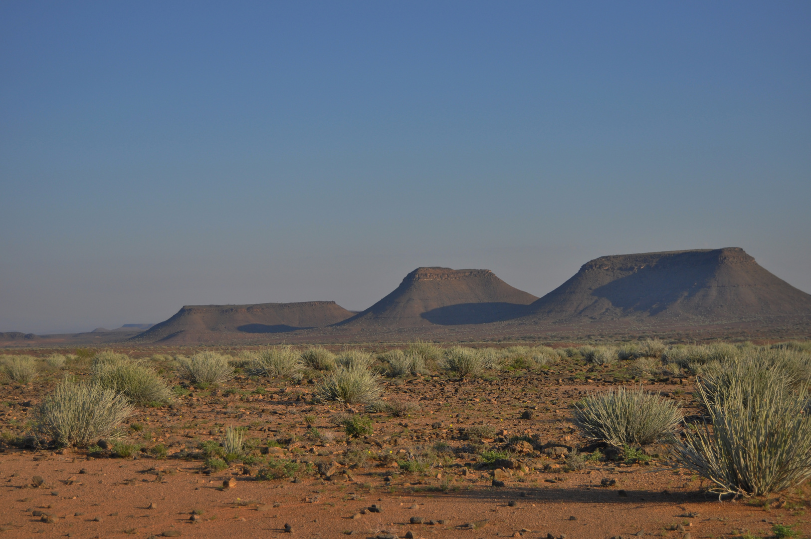 Euphorbien am Fish River Canyon