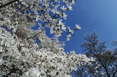 Euphorische Begrüßung des Frühlings