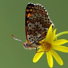 Euphydryas aurinia