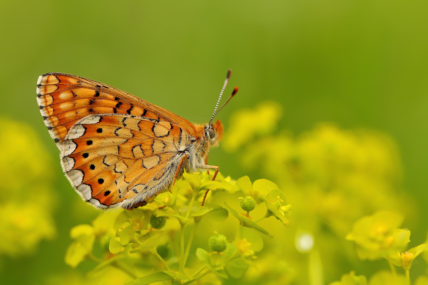 Euphydryas aurinia