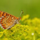 Euphydryas aurinia