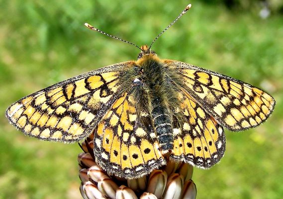 Euphydryas aurinia