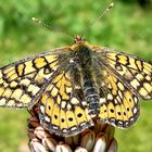 Euphydryas aurinia